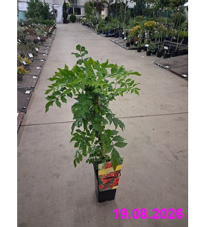 Campsis x tagliabuana 'Guilfoylei' RP 1,6 L
